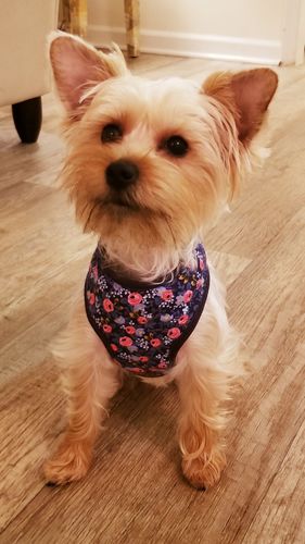 Customer photo review of Rifle paper co dog harness - Rosa in navy