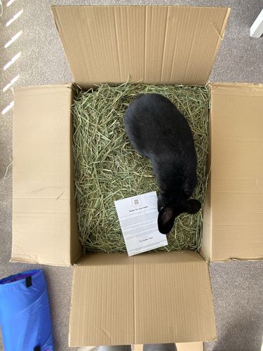 Customer photo review of Timothy Hay Box