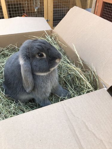 Customer photo review of Meadow Hay Box