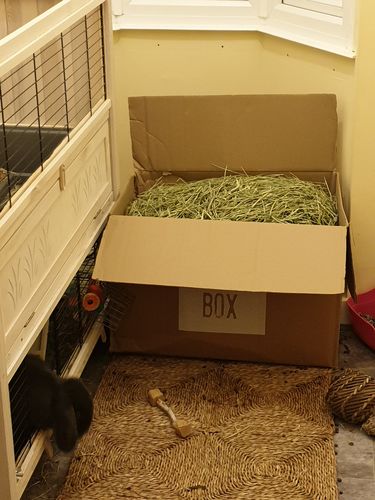 Customer photo review of Timothy Hay Box