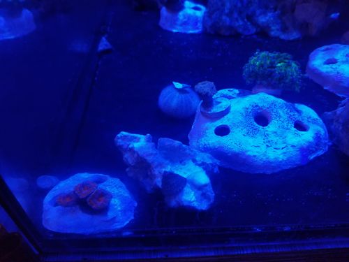 Customer photo review of Colors