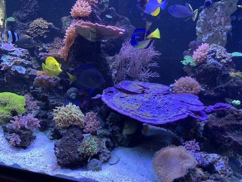 Customer photo review of Medic