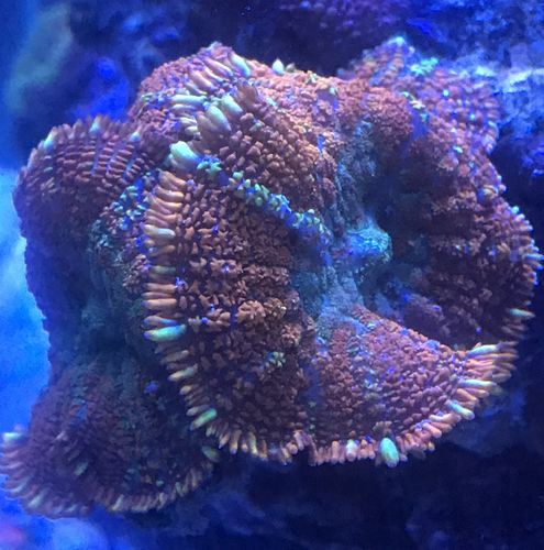 Customer photo review of Tank Sticker