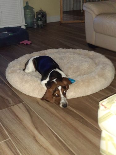 Customer photo review of Calming Bed (Improved Design)