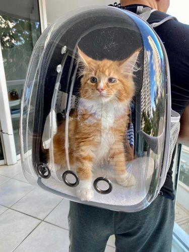 Customer photo review of Cat Bubble Backpack with Clear Window for Hiking-Expandable with FREE MINI FAN
