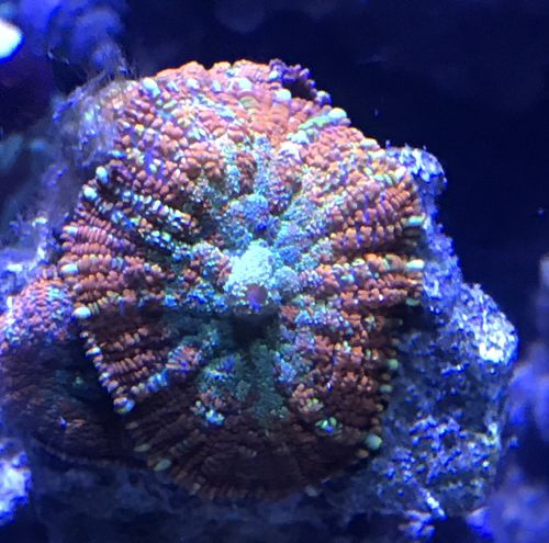 Customer photo review of Reef-Roids Pro