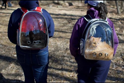 Customer photo review of Cat Bubble Backpack with Clear Window for Hiking-Expandable with FREE MINI FAN
