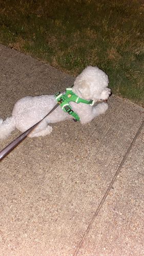 Customer photo review of FIDA AutoBrake Leash