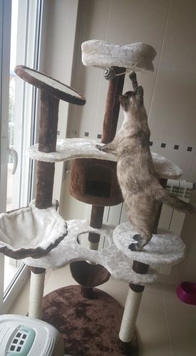 Customer photo review of 153cm altura Arranhador Luxo