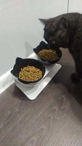Customer photo review of The Purrfect Bowl