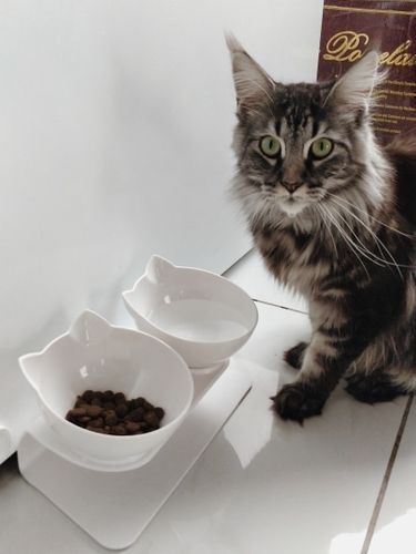 Customer photo review of The Purrfect Bowl