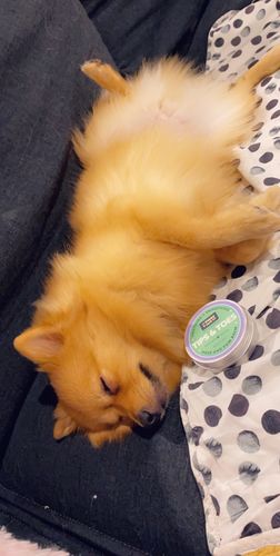 Customer photo review of Tips & Toes - Nose and Paw Balm