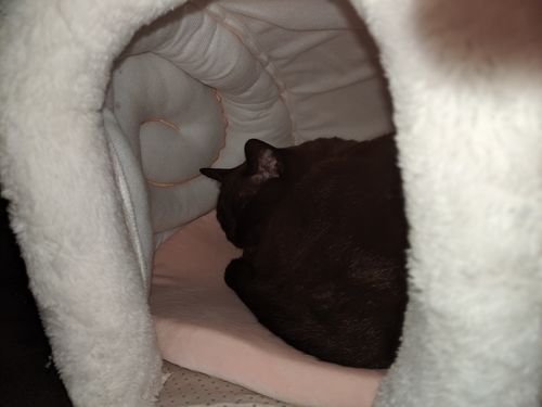 Customer photo review of Furrytail Little Snail Cat Bed