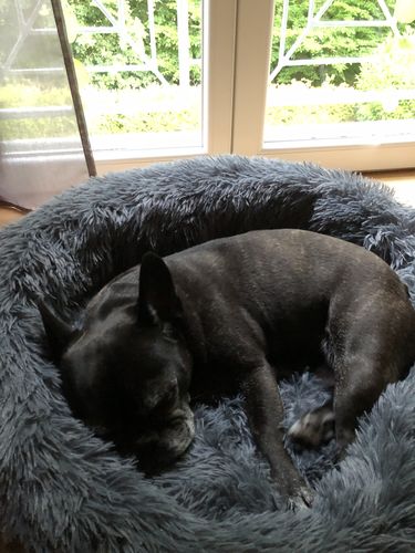 Customer photo review of FluffyBed™ - Gemütliches Haustierbett
