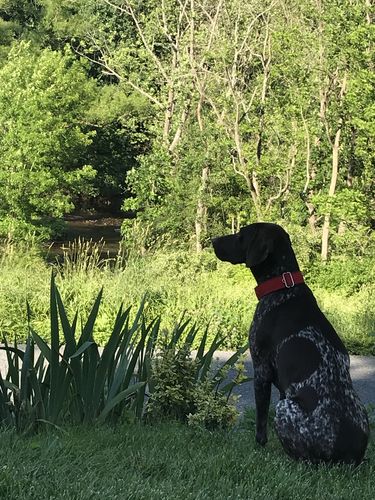 Customer photo review of German Shorthaired Pointer Hoodie - All Over