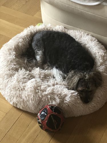 Customer photo review of FluffyBed™ - Gemütliches Haustierbett