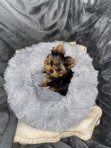 Customer photo review of FluffyBed™ - Gemütliches Haustierbett