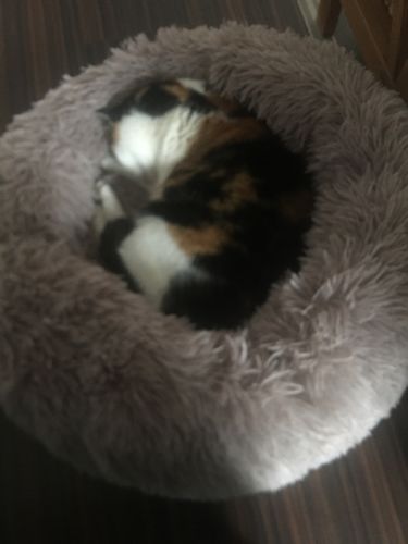Customer photo review of FluffyBed™ - Gemütliches Haustierbett