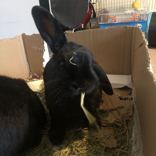 Customer photo review of Timothy Hay Box