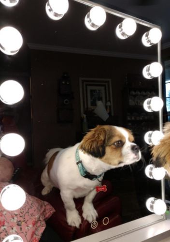 Customer photo review of Hollywood Mirror Makeup Vanity Mirror with Lights, 18.2" W x 22.8" H, White
