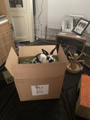 Customer photo review of Timothy Hay Box