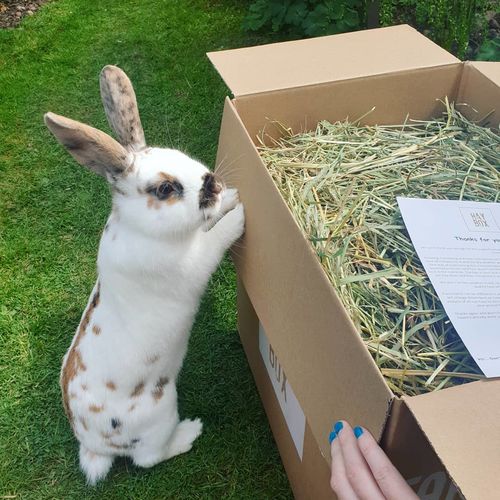 Customer photo review of Timothy Hay Box