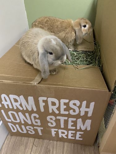 Customer photo review of Timothy Hay Box