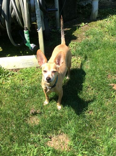 Customer photo review of CBD Oil for Dogs - KING KALM™ CBD 150mg - Medium Size Pet Formula
