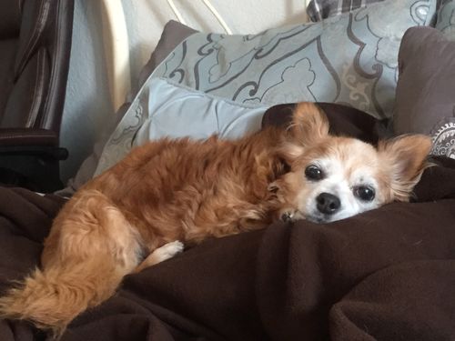 Customer photo review of CBD Oil for Dogs - KING KALM™ CBD 150mg - Medium Size Pet Formula