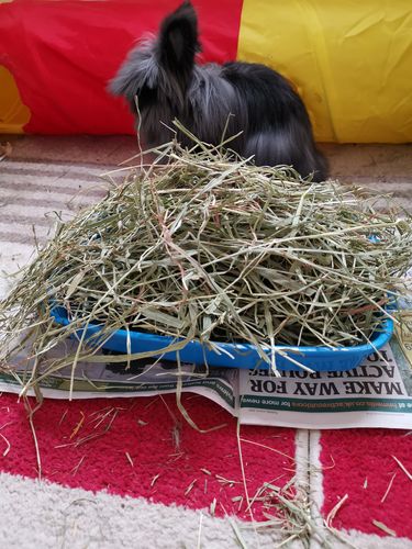 Customer photo review of Timothy Hay Box