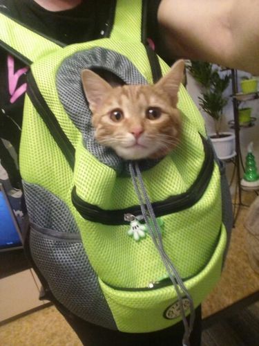 Customer photo review of Petyfy™ Dog Backpack + Lifetime Warranty!