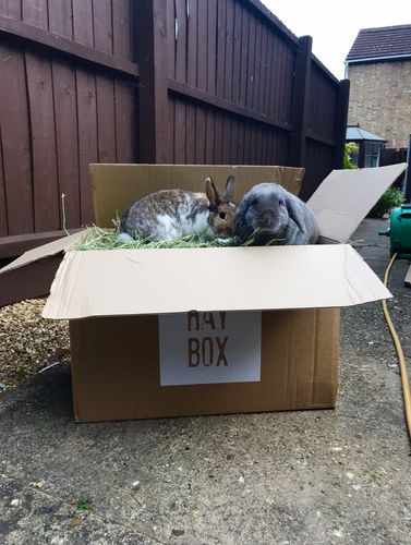 Customer photo review of Timothy Hay Box