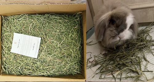Customer photo review of Timothy Hay Box