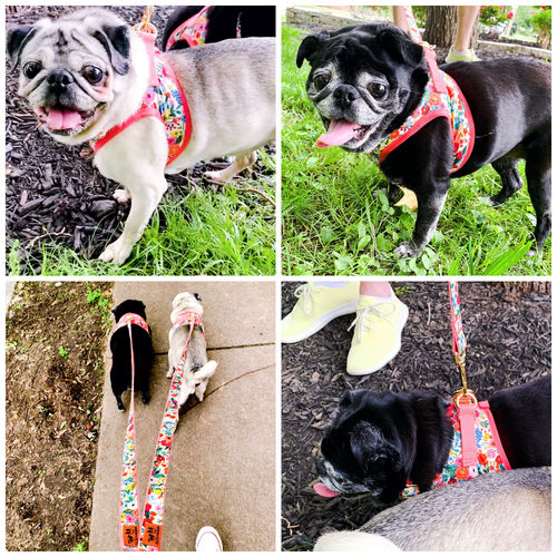 Customer photo review of Floral dog harness set/ Girl flower dog harness and leash