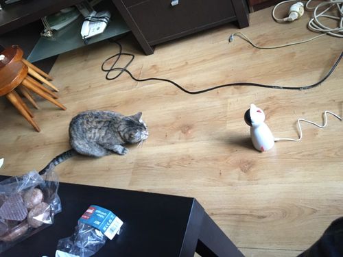 Customer photo review of Cat Interactive Auto Rotating Toy