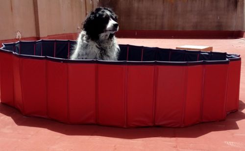Customer photo review of Piscina para Animais de Estimação e crianças