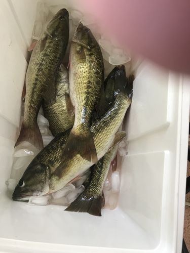 Customer photo review of 7 Segment Lifelike Crankbaits