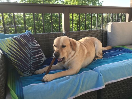 Customer photo review of 12 Inch Monster Bully Stick