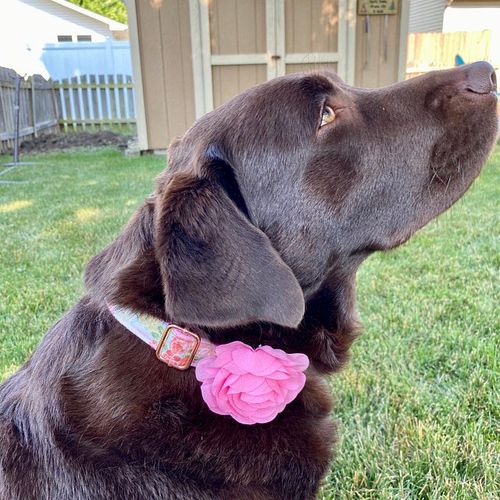 Customer photo review of Pink Girl dog collar/ floral dog collar