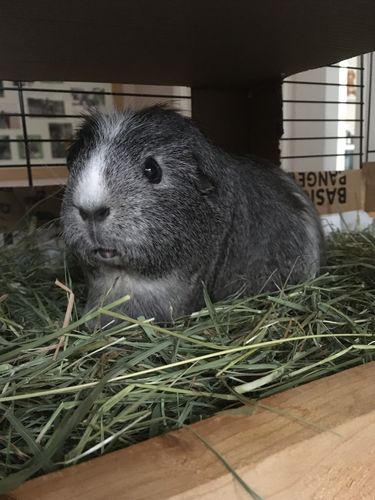 Customer photo review of Meadow Hay Box