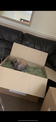 Customer photo review of Timothy Hay Box