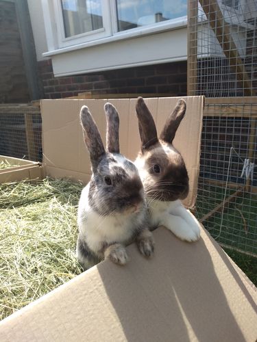 Customer photo review of 50/50 Hay Box