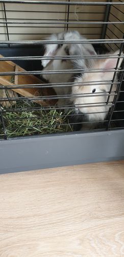 Customer photo review of Timothy Hay Box
