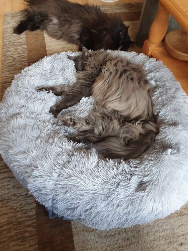 Customer photo review of FluffyBed™ - Gemütliches Haustierbett