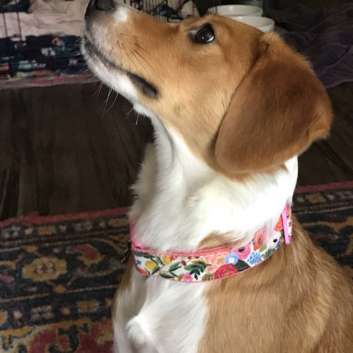 Customer photo review of Rifle paper co floral dog collar - wonderland