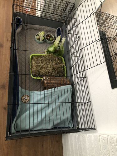 Customer photo review of GuineaDad Liner- Full Sizes with Pockets