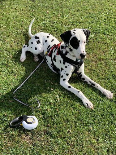Customer photo review of FIDA AutoBrake Leash