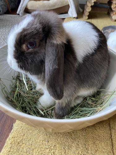 Customer photo review of Timothy Hay Box