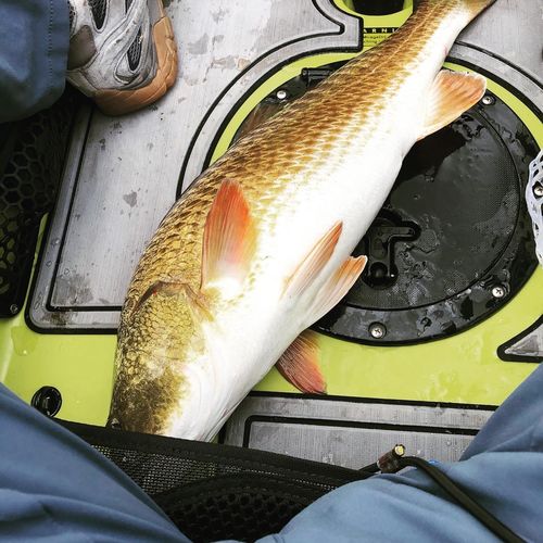 Customer photo review of 9pack - Natural Lifelike Shrimp Soft Lures