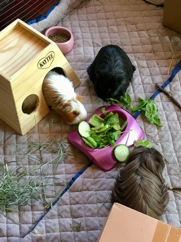 Customer photo review of GuineaDad Liner- Full Sizes with Pockets